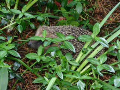 Igel.jpg