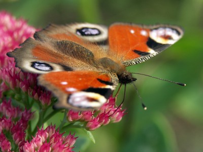 Pfauenauge.jpg