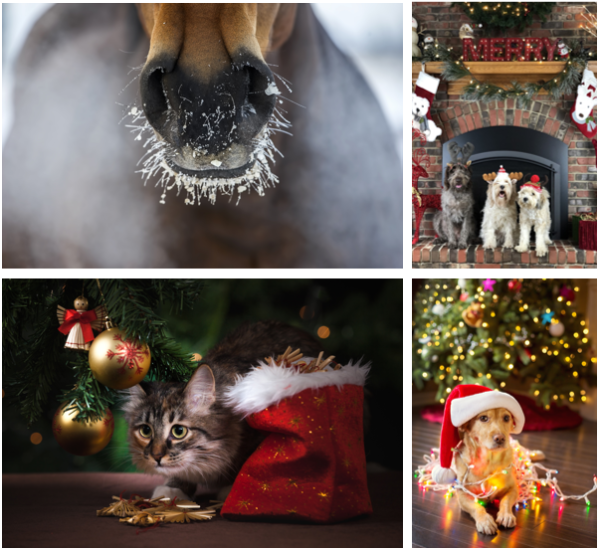 tierische Weihnachten.png