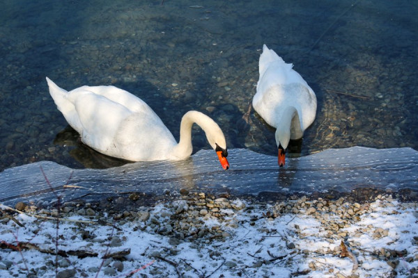 Eis-Schwäne.jpg