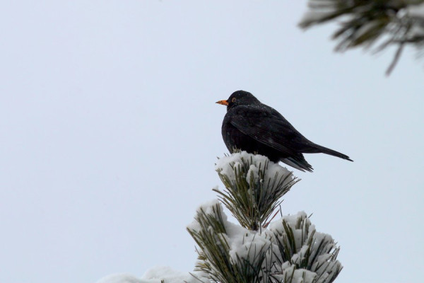Schnee-Amsel.jpg