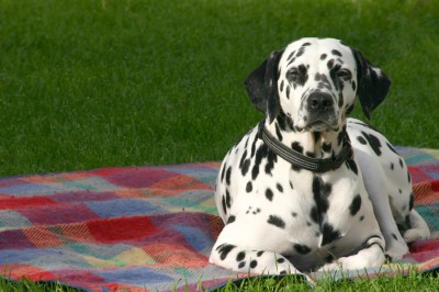 Dalmatiner.jpg