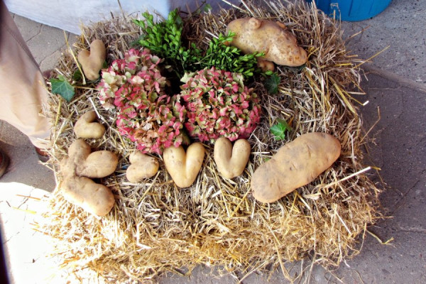 IMG_6068-1_Radiant (Groß).jpg