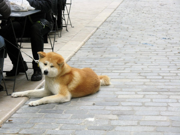 Ich bin kein Straßenhund (in Bordeaux).jpg