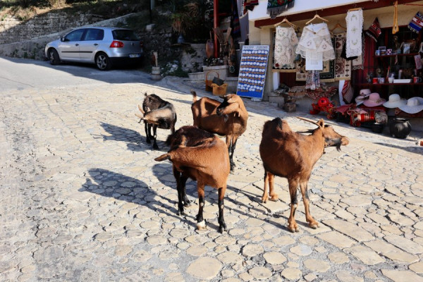Ziegen auf dem Weg zum Markt von Kruja.jpg
