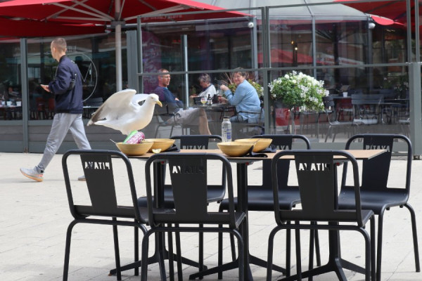 hungrige Möwe in Dunkerque.jpeg