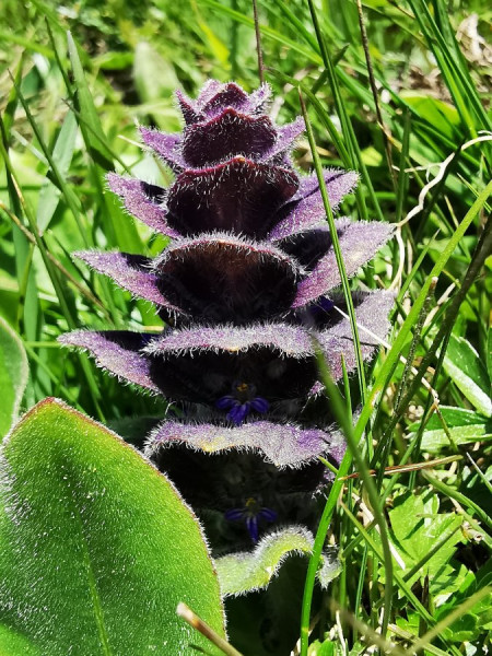 IMG_20200601_123135 (2).jpg