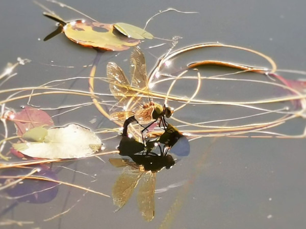 IMG_20200723_165350 (3).jpg