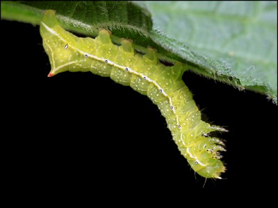 Pyramideneulen-Raupe.jpg