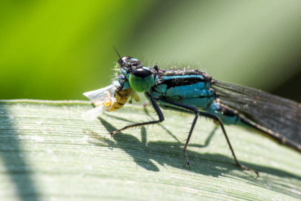 Libelle mit Frühstückchen.jpg