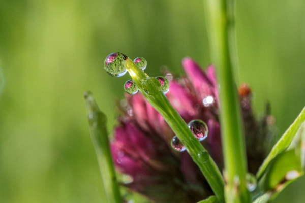 Kleeblume_Tröpfchen-Spiegelung.jpg