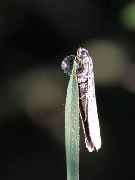 Traubenkirschen-Gespinstmotte_(Yponomeuta evonymella).jpg