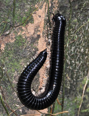 Tausendfüßler 2012-Sri Lanka-22022011-0953-527.jpg