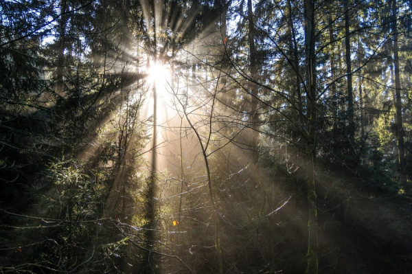 NI3_8689 Sonnenstrahlen.jpg