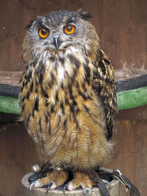 Uhu 2011-Schönbrunn-038.jpg