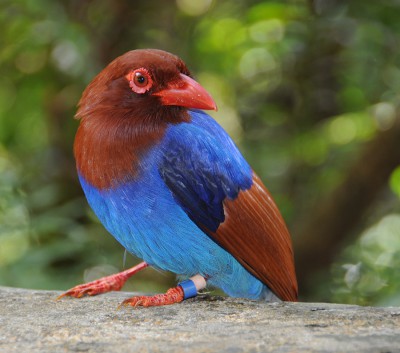 Vogel 2012-Sri Lanka-22022011-1128-532.jpg