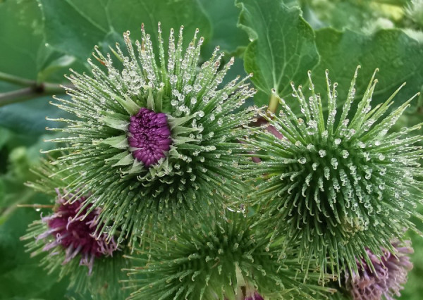 IMG_20210727_082136 - Kopie.jpg