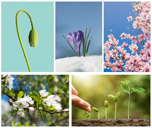 Wachstum und Erneuerung 2.jpg