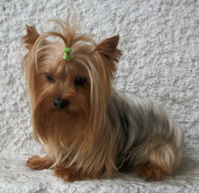 yorkshire-terrier.jpg