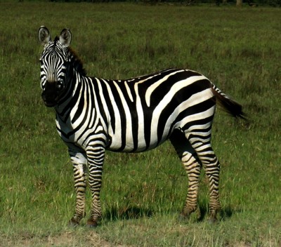 Zebra.jpg
