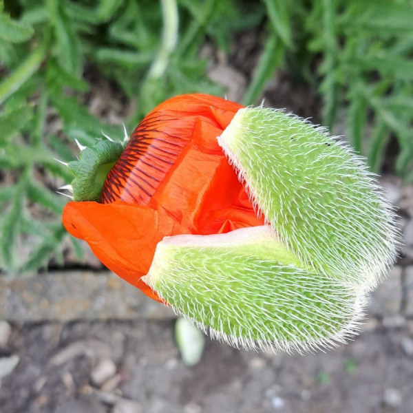 01.23Garten (55).jpg