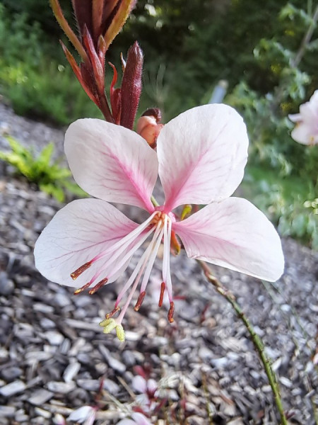 01.24Blumen (45).jpg