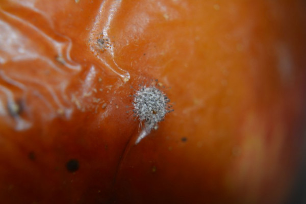 Was ist das (66).jpg