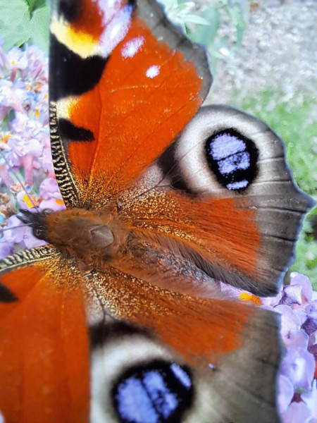 01.24Blumen (35).jpg