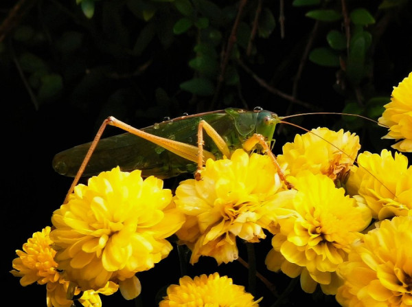 IMG_20210907_181937 - Kopie.jpg