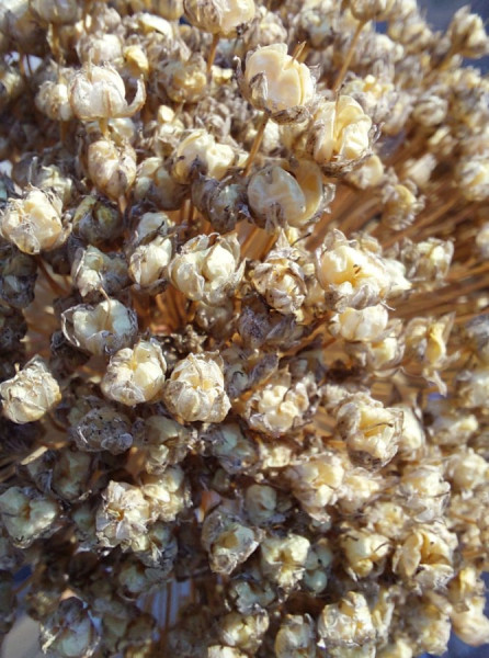 20250319_155547Auch Lauch.jpg