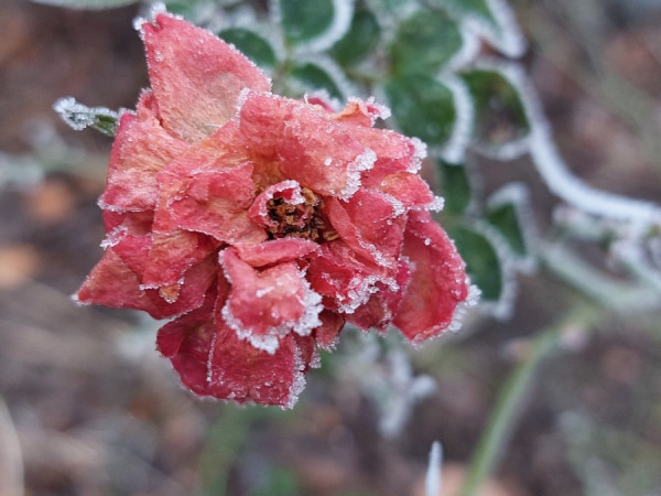 20250119_091839gefrorener Sommer.jpg