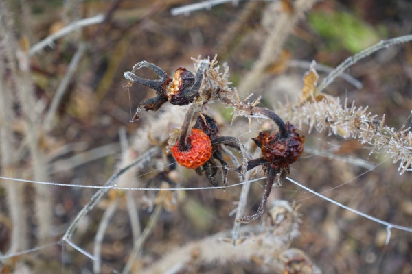 DSC00523Vitaminreiches Wintervogelfutter.JPG