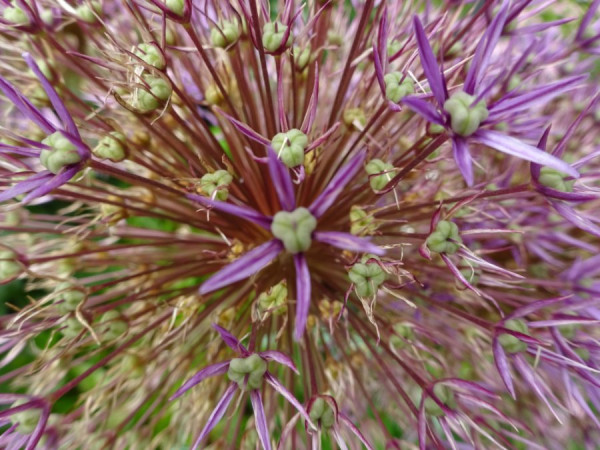 DSC00963Allium-Kinderstube.JPG