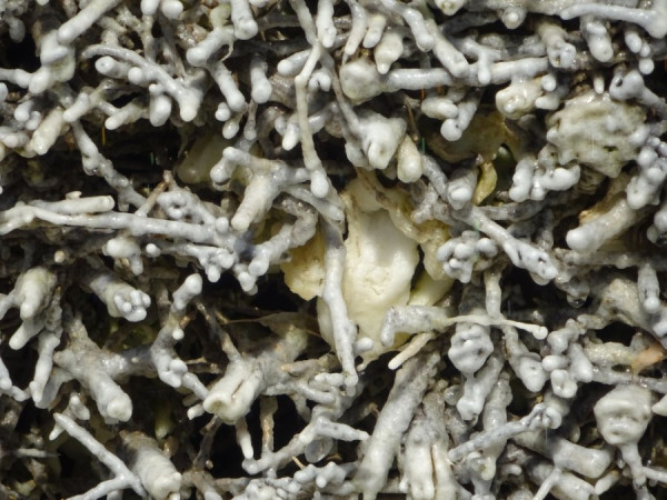 DSC01095Stalzsticks, vom Verzehr wird abgeraten!.JPG