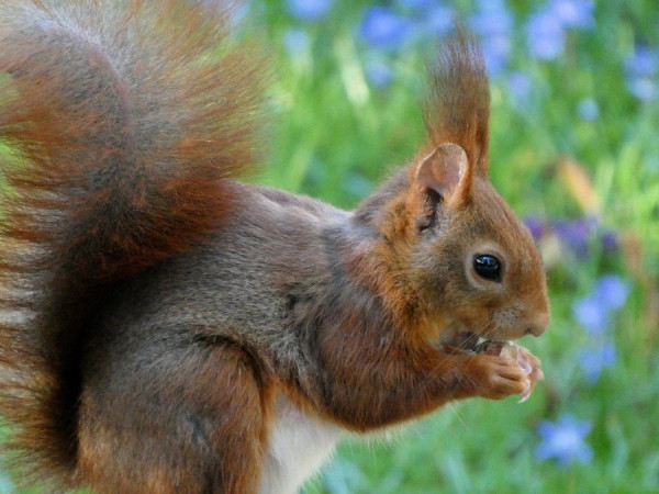 Eichhörnchen.jpg