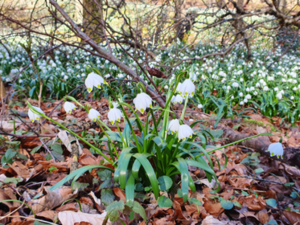 Screenshot 2025-03-23 054153.png