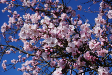 Screenshot 2025-03-23 054416.png