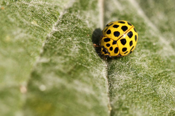 Zwanzigpunkt-Marienkäfer,.jpg