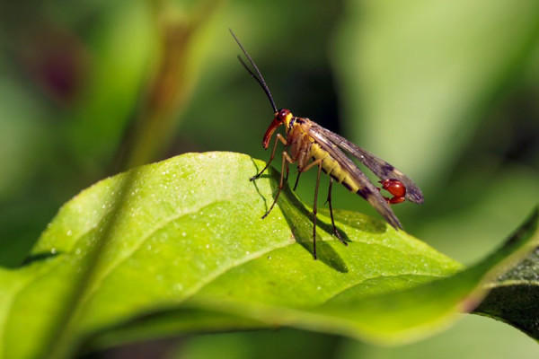 Männliche Skorpionsfliege (Panorpidae).jpg