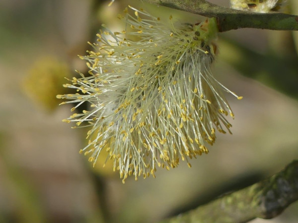 Palmkätzchen.jpg