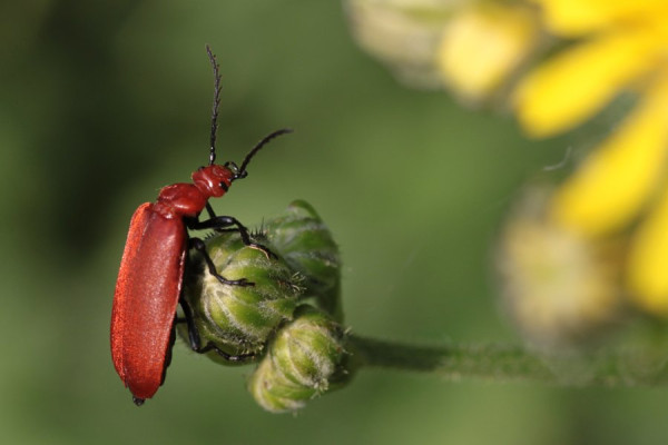 Rotköpfiger_Feuerkäfer,.jpg