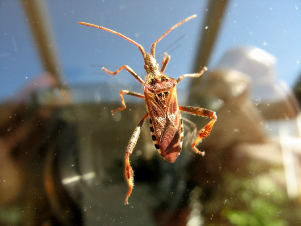 Amerikanische Kiefernwanze.jpg