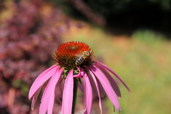 Besuch beim Purpur-Sonnenhut.jpg