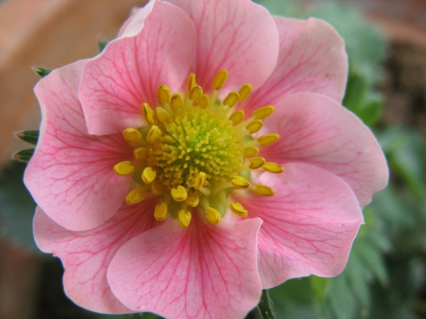 die ersten Erdbeerblüten.jpg