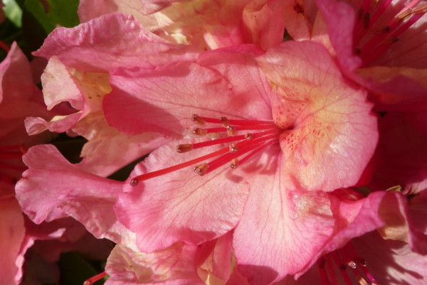Rhododendronblüte.jpg