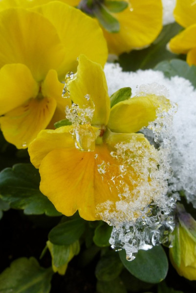 unerwarteter Märzschnee auf den Stiefmütterchen.jpg