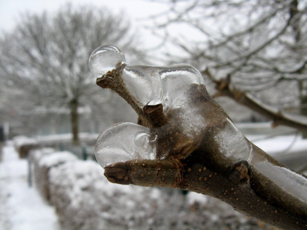 vor dem Auftauen.jpg