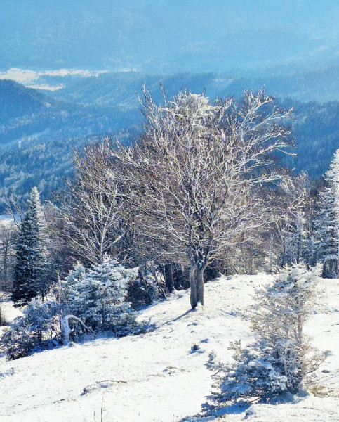 20250219_113011 (2).jpg