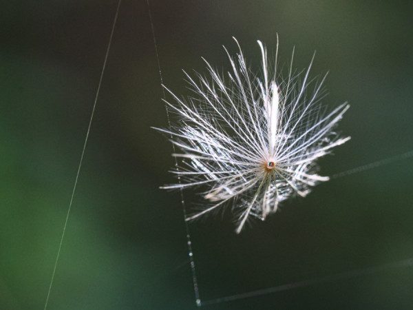 Filigran und federleicht.jpg