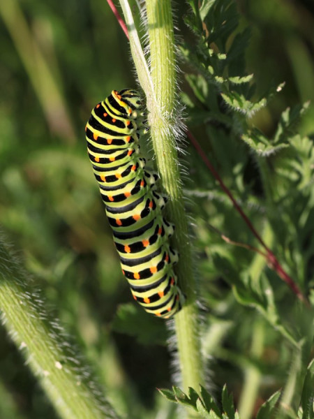 Schwalbenschwanz-Raupe,.jpg
